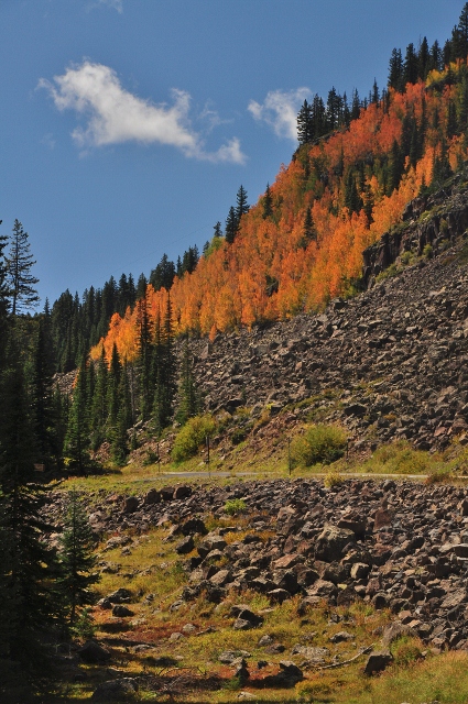 a stand of aspen along Highway 65